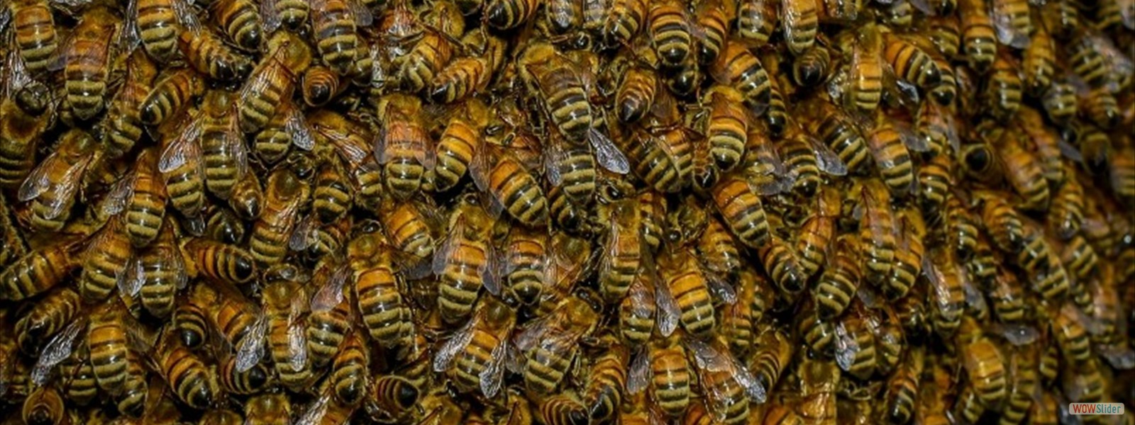 LIVE HONEYBEES, QUEENS, AND HIVES