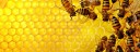 Live Bees & Beekeeping Supplies