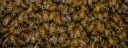 LIVE HONEYBEES, QUEENS, AND HIVES