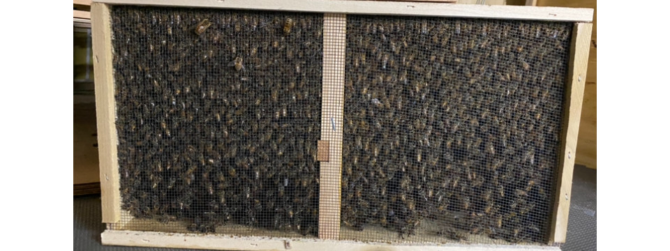 Live Honeybees 3 lbs - Pickup Only